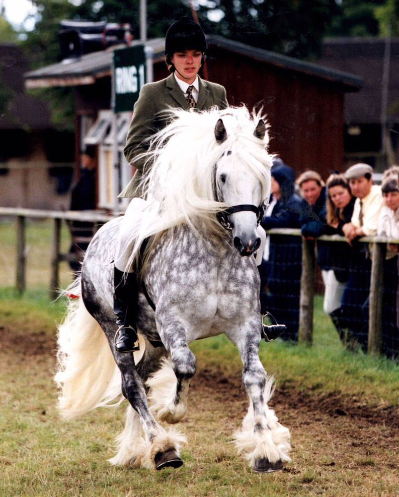 Dartdale Peter Boy, Champion UK Dales Pony Stallions